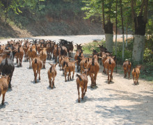 A herd of goats on a dirt road in Yunnan Province.