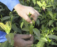 A hand plucking fresh Baicha leaves from the bush.