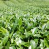 leaves ready to be picked for creating shade grown Matcha green tea