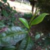 1 bud 2-3 leaves