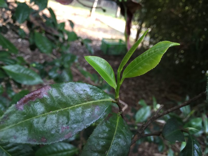 1 bud 2-3 leaves