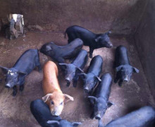 A pen of pigs belonging to the Ji Nuo minority group in You Le Mountain, China.