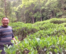 Organic tea garden
