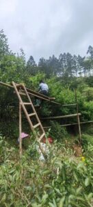 Laocong Shuixian garden puts up structures to reach the young leaves at the top of the tea bushes