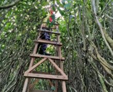 A tea picker standing on a ladder in a Laocong Shuixian tea garden with very tall bushes.