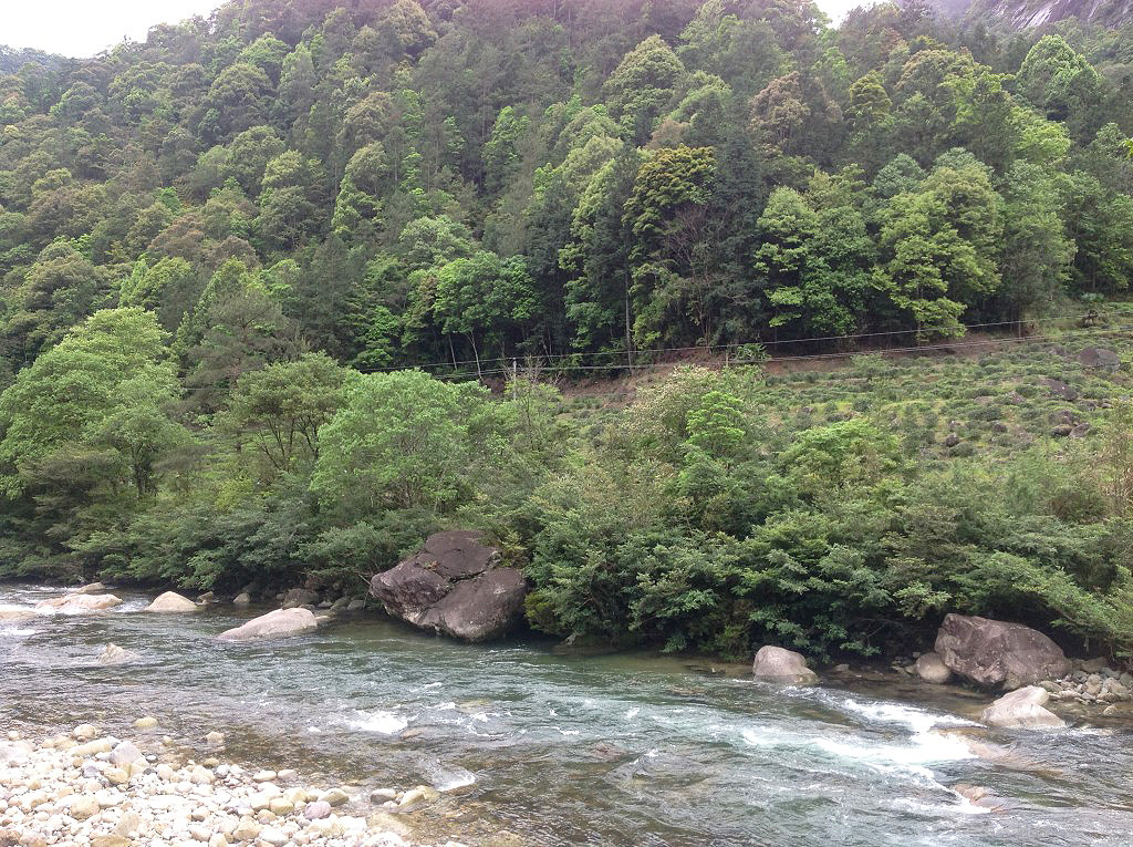 A shallow river flowing past a forested hill with a small tea garden on it among the trees.