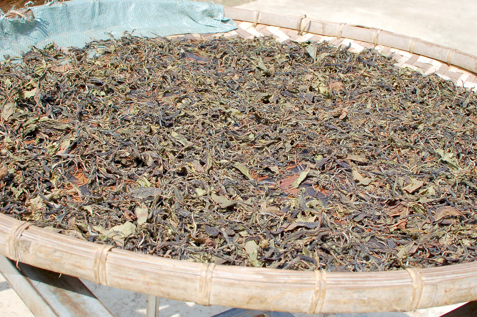 A round bamboo tray full of unsorted puer mao cha.