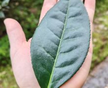 A hand holding a mature leaf from the Laocong Shuixian bush for size comparison