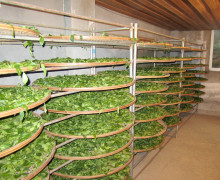 Many racks of bamboo trays holding oxidizing tea leaves in an indoor room.