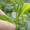 A sprig of Lu An Gua Pian being plucked from the bush.