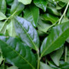 3-4 leaves from the top of the bush.