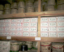Puer tea producer's storage area.