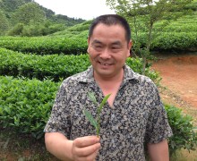 Rock Wulong tea master Zhou Yousheng standing in front of a row of tea bushes in the garden and holding a sprig of fresh tea.