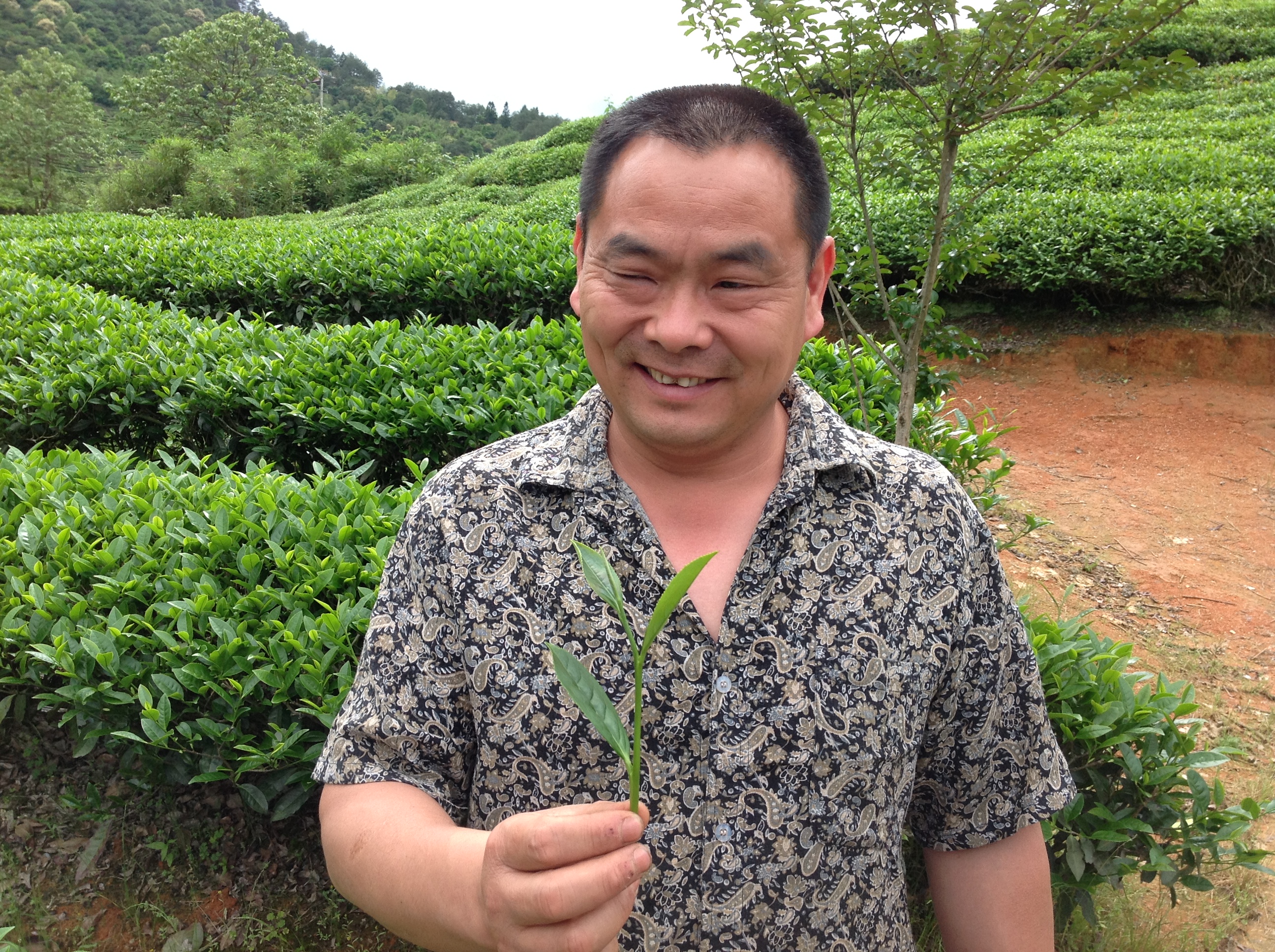 Rock Wulong tea maker Zhou Yousheng standing in front of a row of tea bushes in the garden and holding a sprig of fresh tea.