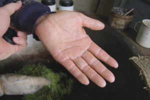 Shifeng Dragon Well tea master's hands