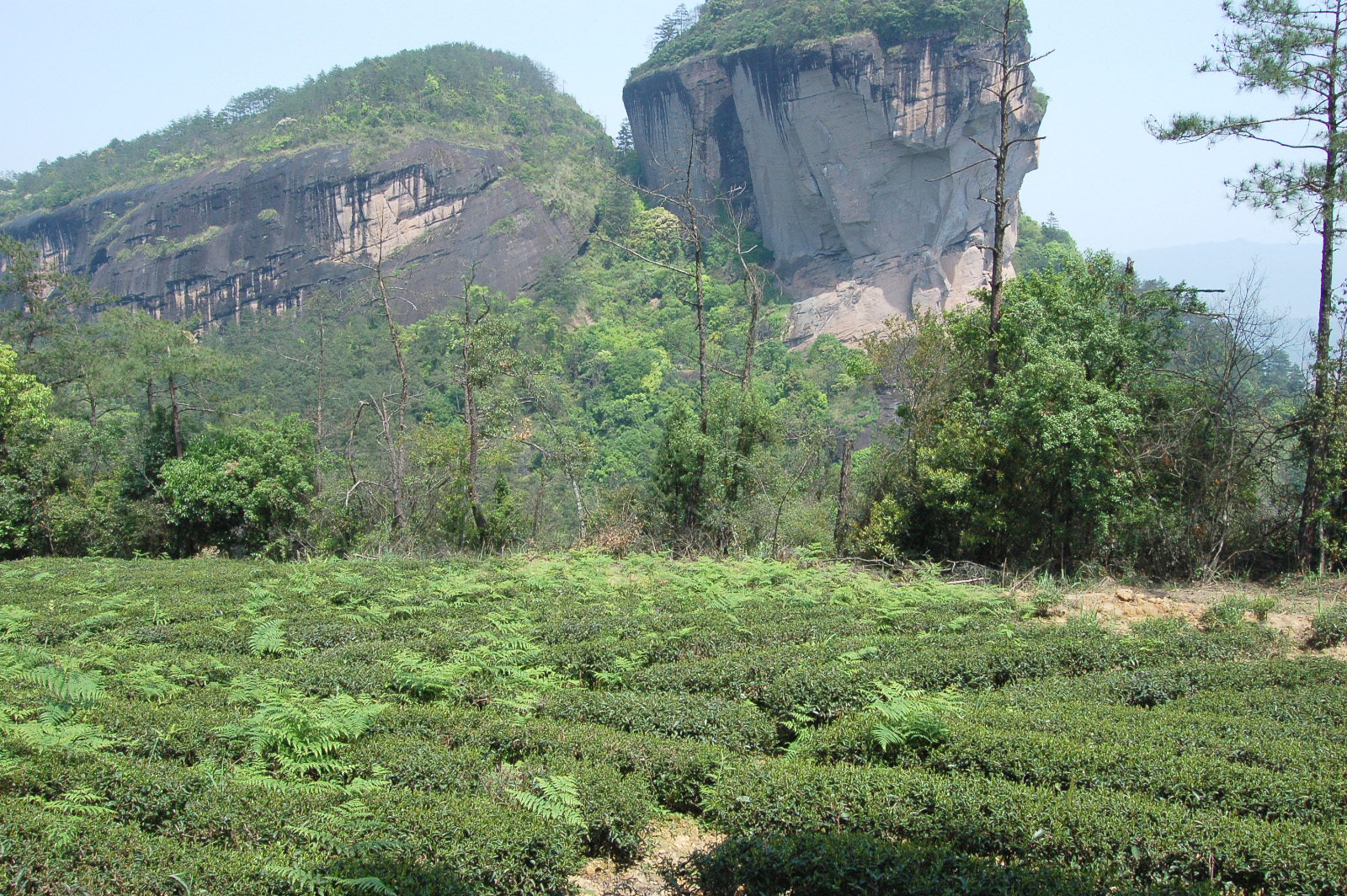 A patch of Shui Jin Gui (Golden Water Turtle) tea bushes with ferns growing between the rows. The bushes grow in a flat area while a bank of natural vegetation and then sheer stone cliffs rise in the background.