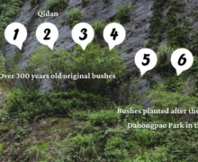 Six wulong tea bushes growing against a cliff, including Qi Dan, each labeled with numbers 1 through 6.