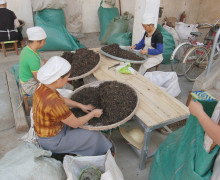 Tea workers sorting out puer tea mao cha to remove twigs and untwisted leaves.