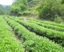 Rows of tea bushes in a small valley, with more rows of tea and trees on the hill rising beside them.