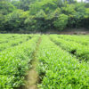 Tea Garden