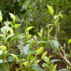 1 bud 2 leaves