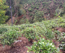 Tea bushes growing in Youle Mountain in Yunnan Province.