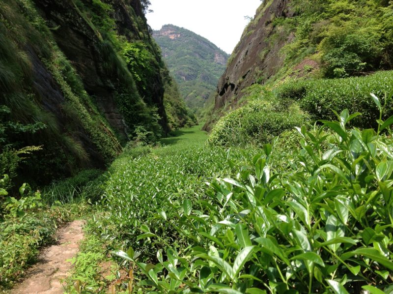 Tea bushes growing in a narrow valley between stone hills in Wuyishan.