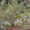 Yunnan big leaf tea tree growing in the forest.