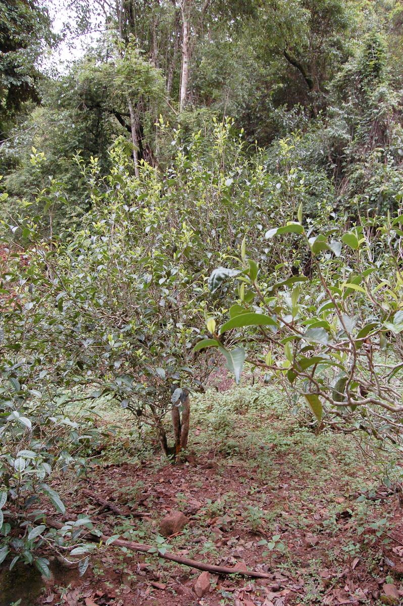 Yunnan big leaf tea tree growing in the forest.