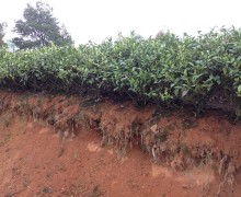 A bank of Baicha tea bushes with soil removed from one side of the row to show the roots grown 1.5 feet deep into the soil.
