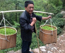 A man carrying two large baskets of tea leaves balanced on either end of a stick over his shoulder