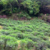 Laocong Shuixian (Old Bush Narcissus) tea garden surrounded by forest in Wuyishan.