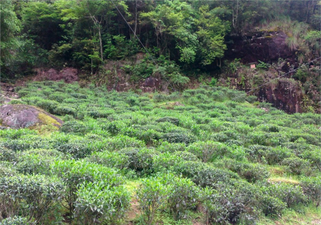 Laocong Shuixian (Old Bush Narcissus) tea garden surrounded by forest in Wuyishan.