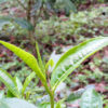 Fresh Jingmai tea leaves on the plant in spring.