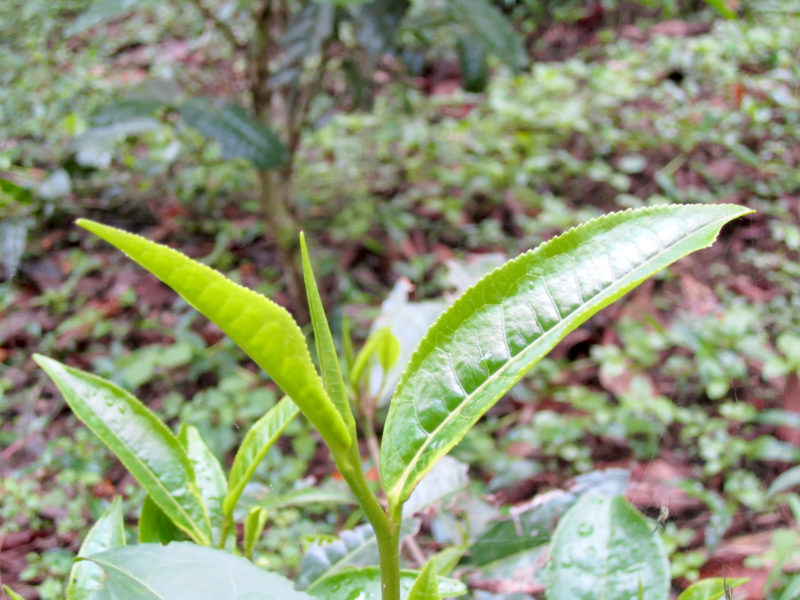 Fresh Jingmai tea leaves on the plant in spring.