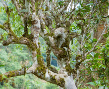 The thick moss-covered branches of an old tea tree in Youle.