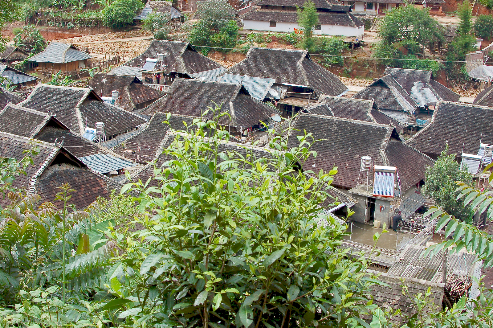 A tea tree overlooking the peaked roofs of a village in Jingmai.