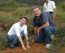 Planting tea