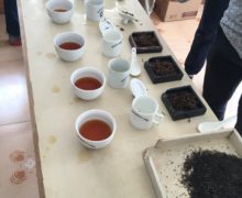 Several grades of keemun brewed up for judging alongside their dry leaves on a judging table.