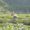 Palce Puer tea garden