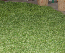 Shou Mei is naturally dried by piling up the tea leaves on the ground in the tea factory