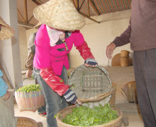 A Bai Mudan (White Peony) tea picker unloading fresh leaves at the factory