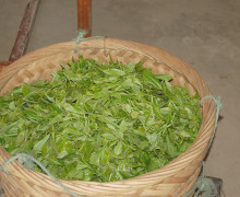 A basket of fresh Bai Mudan (White Peony) tea leaves