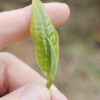 Palace Puer- 1 bud and 1 tender leaf