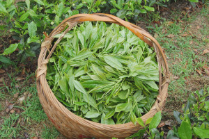Basket of freshly picked white peony leaves