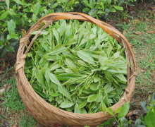 A basket of freshly plucked Bai Mudan (White Peony) tea leaves
