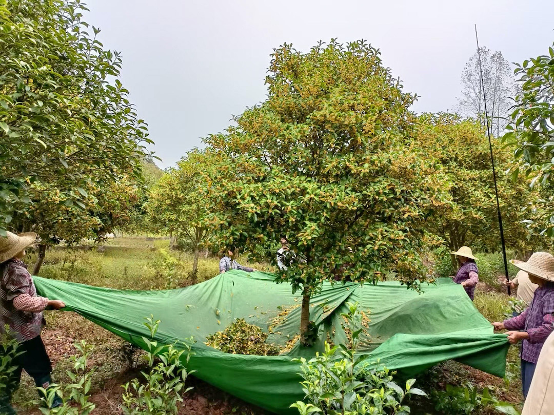 Half a dozen people holding a tarp wrapped around the trunk of a tree. One person is knocking yellow flowers and small branches off the tree onto the tarp with a stick.