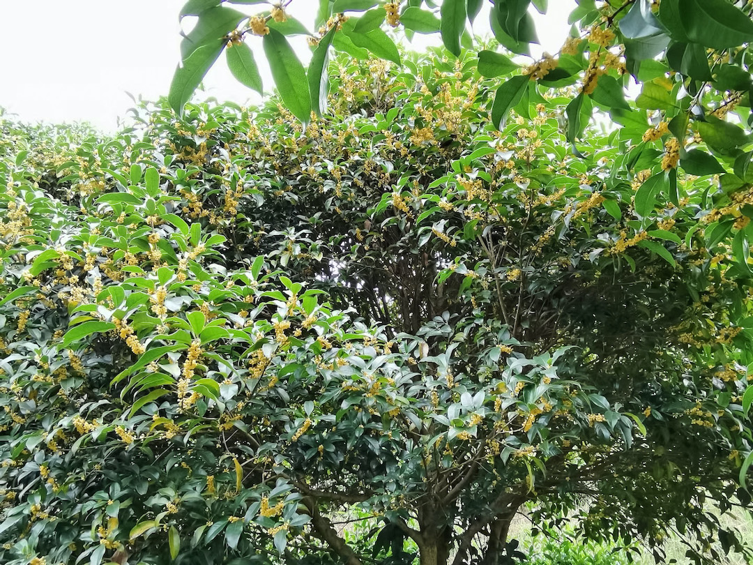 The canopy of a blooming osmanthus tree.