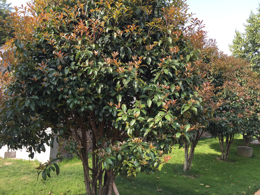 A grove of dark green osmanthus trees with red-tinged new leaves growing.