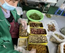 A worker with 9 different ingredients in tin containers packaging Eight Treasures.